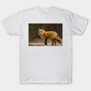 Red Fox T-Shirt